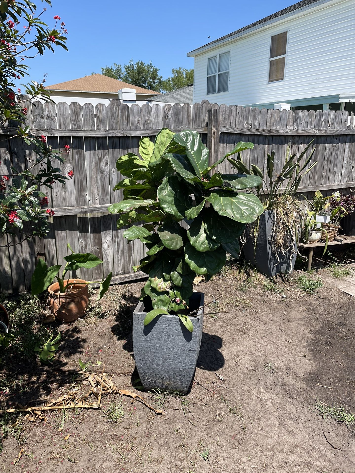 Fiddle Leaf 