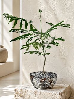 Colvillea Racemosa (Planter Included) #GH3 ‘Local LA Seller’