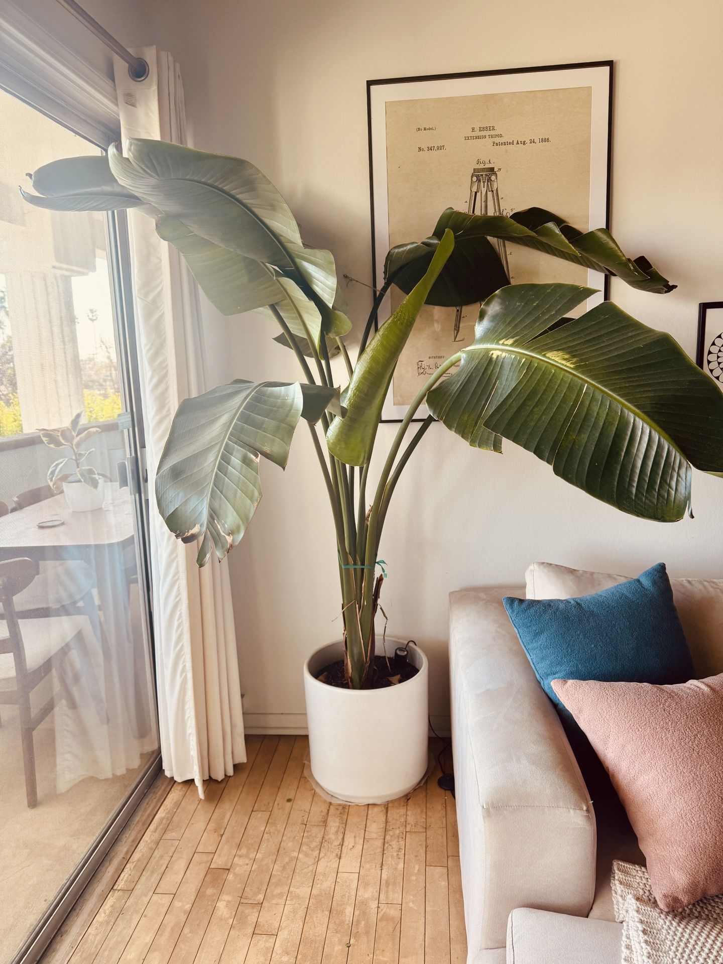 10 Beautiful Plants For Sale - Including Ceramic Pots!