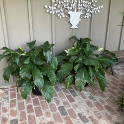 Spathiphyllum