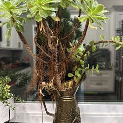 Succulents In Antique Pitcher Brass