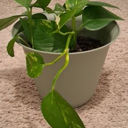 Well Rooted Houseplant In New 7" Green Pot 