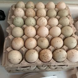 Duck egg $30/30each
