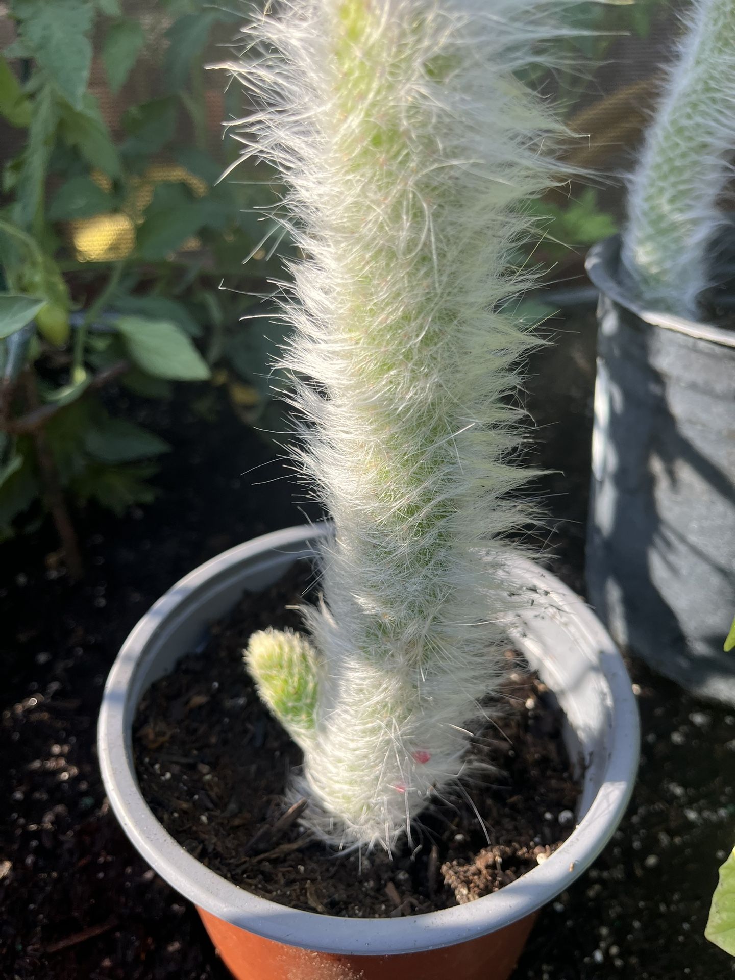 Monkey Tail Catus
