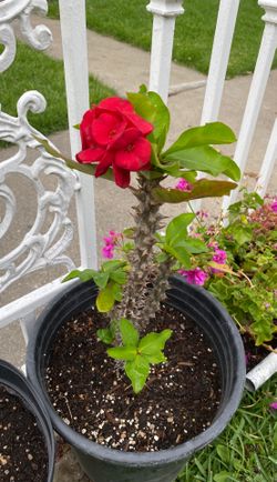 Corona de Cristo Rojas