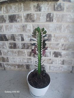 Euphorbia Trigona-rubra (Indoor/Outdoor plant)