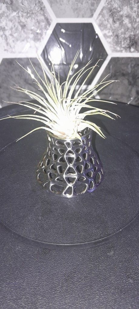 Web Vase Airplant