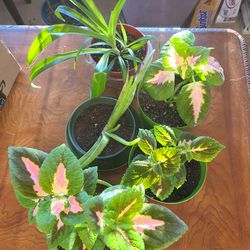 Selection of Large Plants #2 3 Coleus Plants 1 Solid Green Spider Plant and 1 Aloe Vera  All 6 Inch Pots 