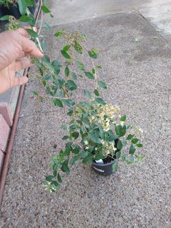 Planta Sellama Reseda Aromatica