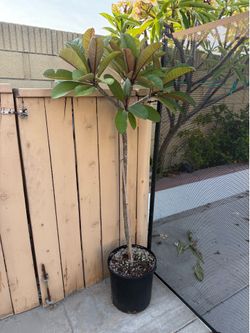 Potted Plumeria
