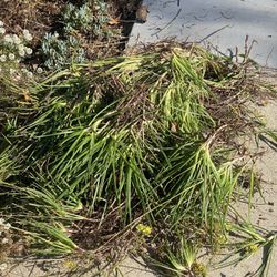 Bulbine Plant Clippings 