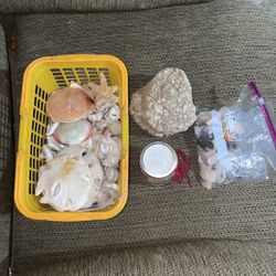 Assorted Seashells/Sand dollars/Starfish