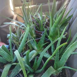 Aloe Vera Plants and More!!
