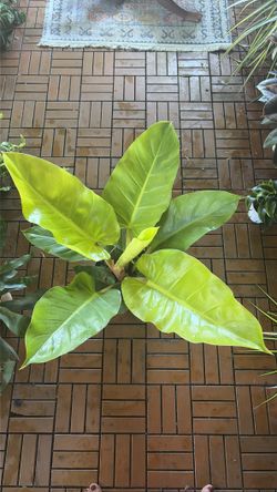 Moonlight philodendron tropical houseplant 8”