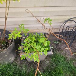 Raspberry plant in pot
