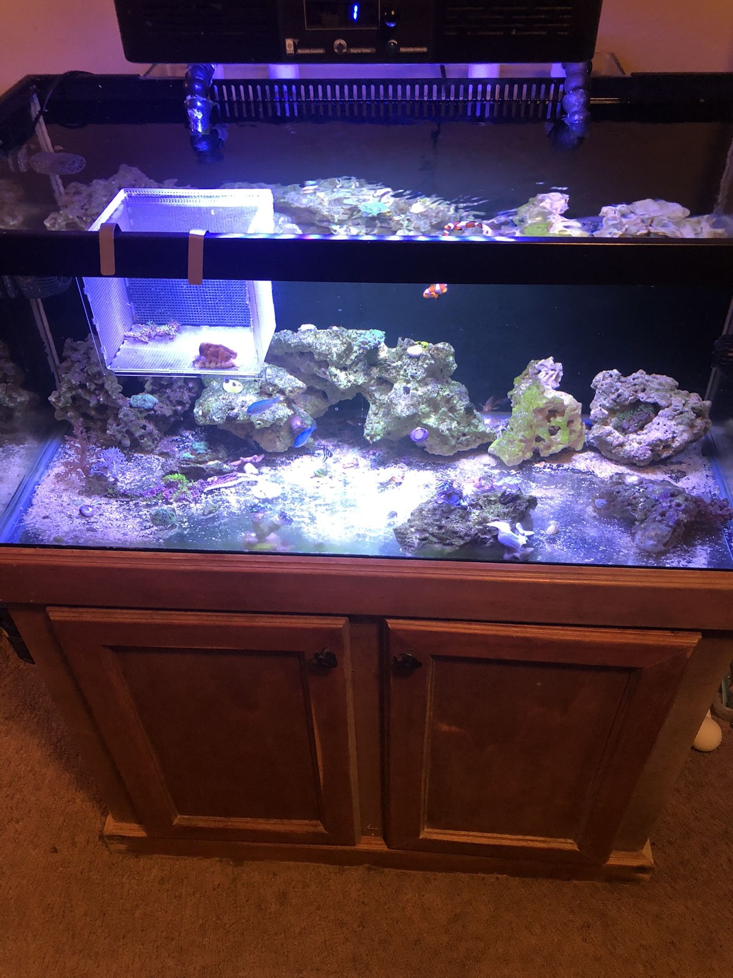 40 gallon custom overflow with sump empty