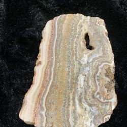 Petrified wood slim small slab 3.5” x 2.5”