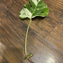 Variegated Monstera Albo Plant Cutting (pls Read Description Below)