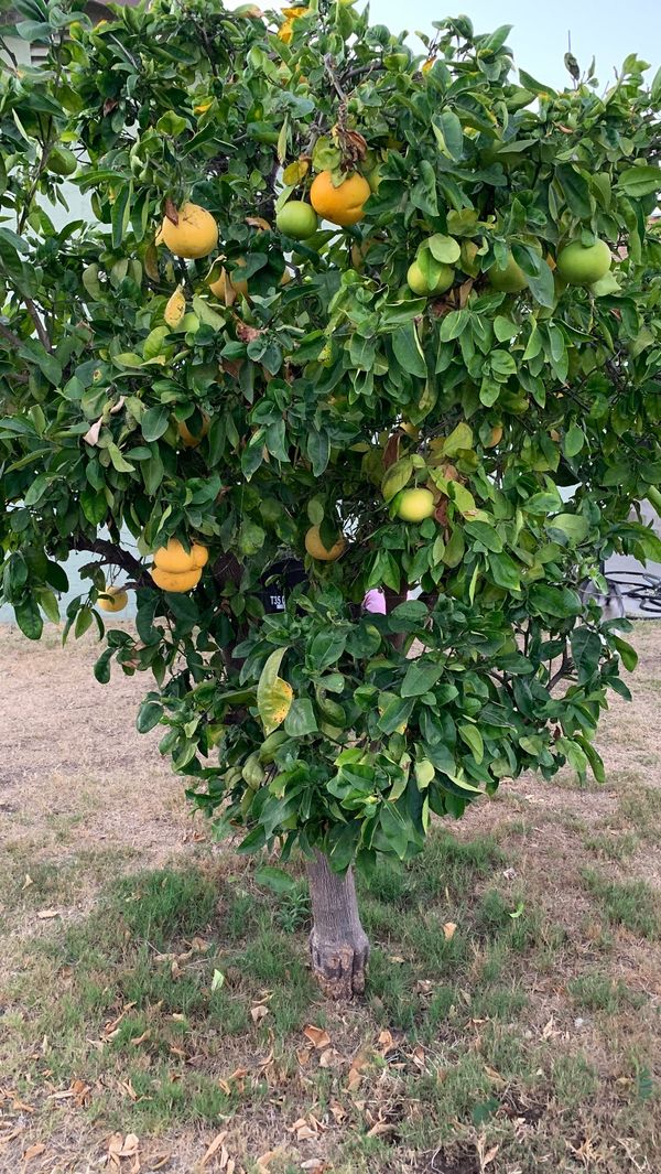 Grape Fruit Tree for Sale in Chula Vista, CA - OfferUp