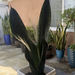Snake Plant Silver Edge