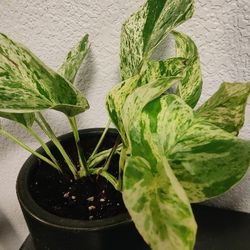 Variegated Pothos 