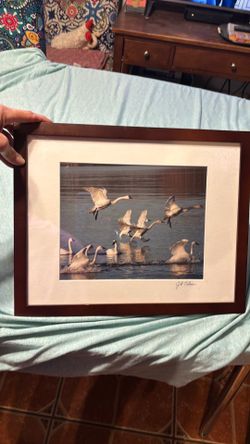 JB Jay Tullner framed bird print swans on the water