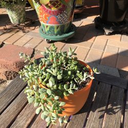Cotyledon CLIFF HANGER Succulent Plant 