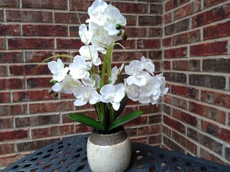White orchid