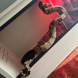 Columbian Red Tail Boa With Mojave Reptile Habitat Enclosure 48 Inches