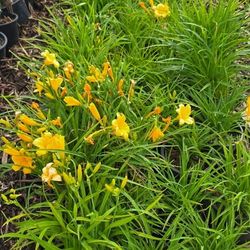 Stella D'oro Daylily 