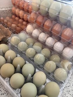 HUEVOS DE RANCHO