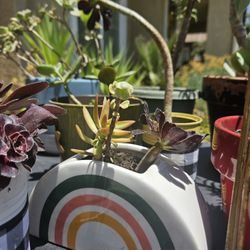 3 Suculents In A Pot