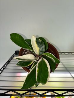 Hoya Krimson Queen