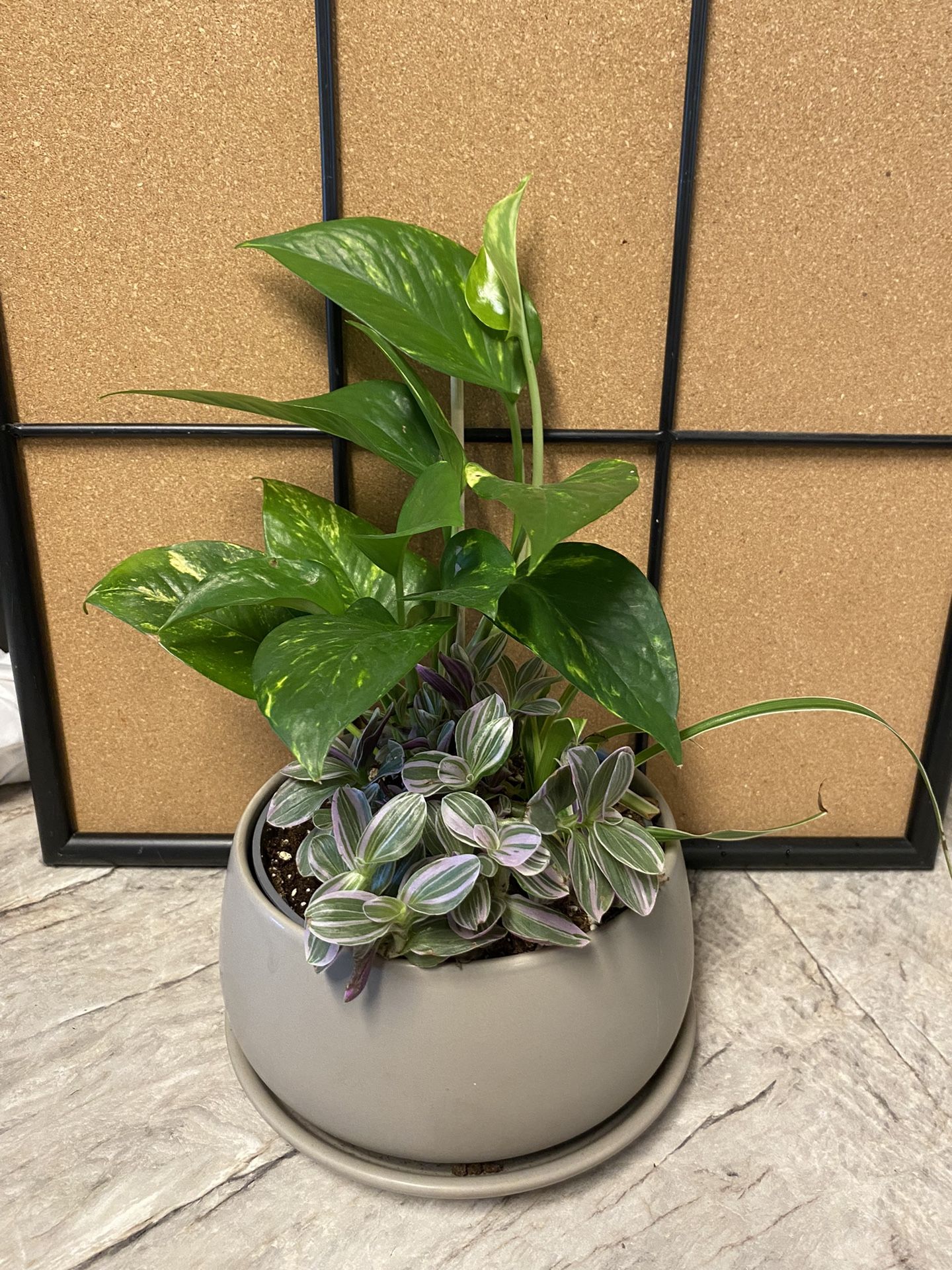 Plants in Pot