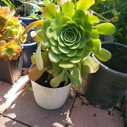 Crasula en 1galon Pot$10 Cada Una