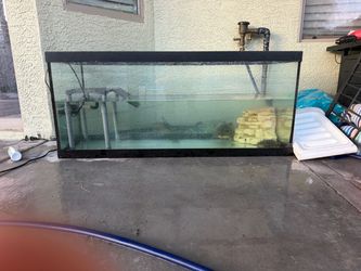 Turtles, Tank, rock, Basking spot