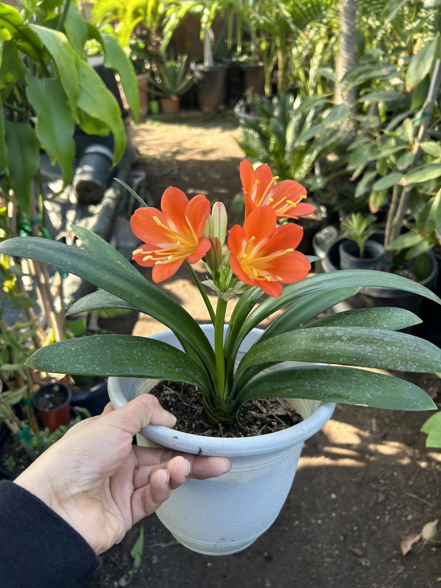 Clivia Plant