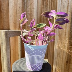 Tradescantias In Pot 