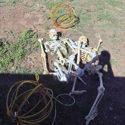 Skeletons And Pumpkins 