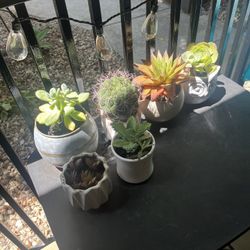 Succulents