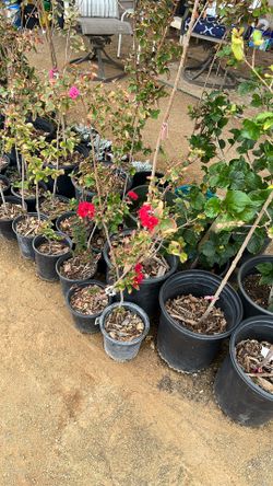 Crape Myrtle $7.00