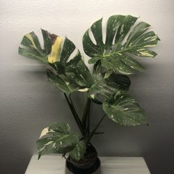 Monstera Thai Constellation $25