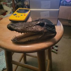 Head Off A Four  Foot Gater