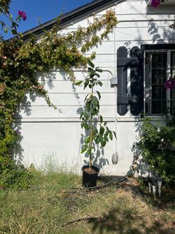 5 Gallon – Mexicola Grande Avocado Aguacate Tree