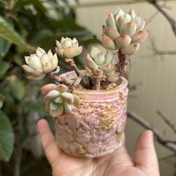 Succulents