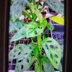 MONSTERA SWISS CHEESE PLANTS 