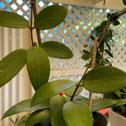 Hoya Verticillata