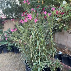 5 Gallon Oleanders