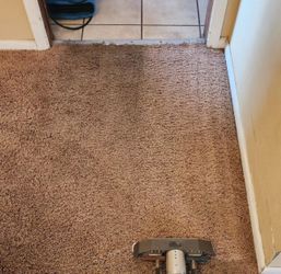 Carpet Shampoo/steam Clenr 