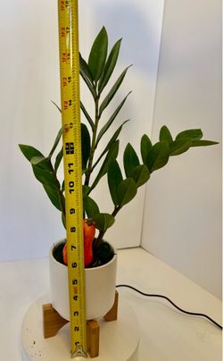 ZZ plant in 4 1/4 “ ceramic pot w/wood stand